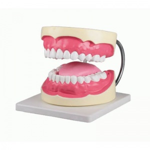 3 Times Enlarged Oral Hygiene Model